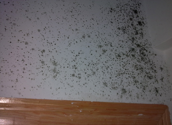 家里白色墻面發(fā)霉變黑怎么辦？